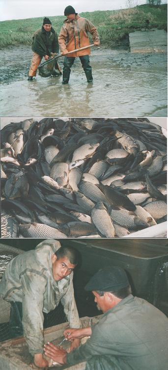 08:30 Карамышевские рыбоводы  на выставке «Золотая осень-2004»